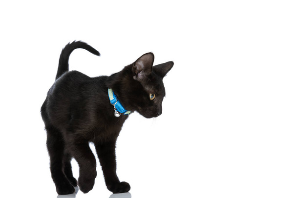 vue latérale du chat noir avec col bleu regardant vers le côté et marchant isolé sur fond blanc en studio - Photo, image