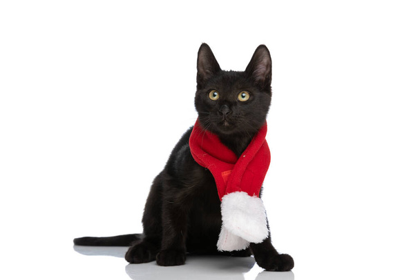 doce preto metis gatinho vestindo vermelho natal cachecol e olhando para cima, sentado isolado no fundo branco no estúdio - Foto, Imagem