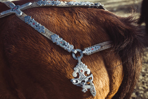 Traditional Mongolian horse harness on a horse.   - Photo, Image