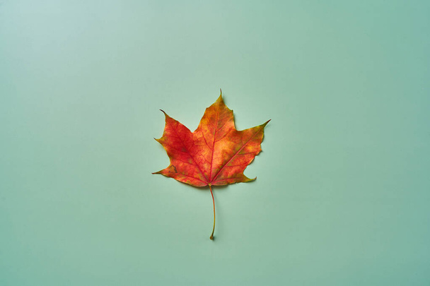 Reddened maple leaf as a symbol of autumn on a green background. - Фото, изображение