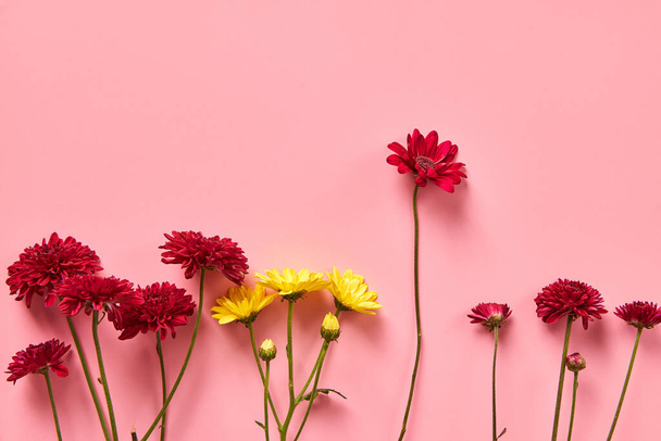 Red and yellow chrysanthemum flowers on a pink background. - 写真・画像