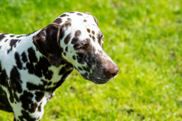 牧草地で面白いダルマチア人の肖像画。茶色の斑点のあるダルマチア犬。緑の背景と暑い晴れた夏の時間に屋外で面白い顔を持つ101ダルマチア映画から純血ペット.スペースをコピー - 写真・画像