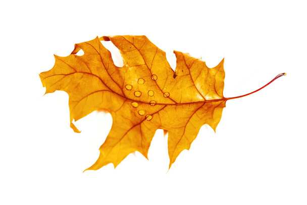 Fényes száraz juhar levél után őszi levél esik a fehér háttér - Fotó, kép
