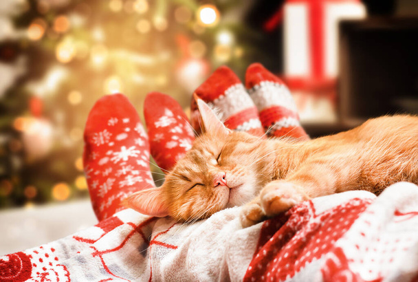 ベッドの上のジンジャーキャットと人間の足クリスマスの居心地の良い夜 - 写真・画像
