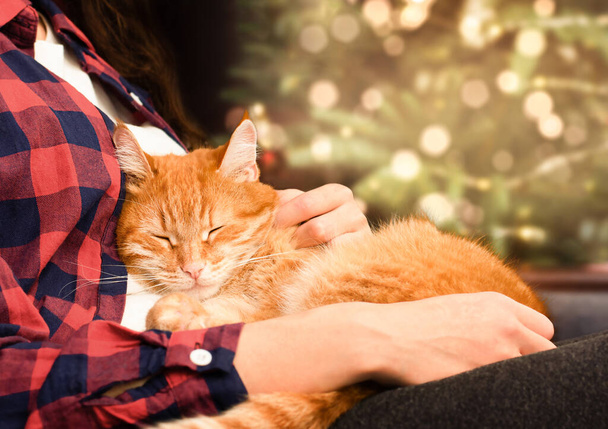 gyömbér macska karjaiban egy nő hátterében egy karácsonyfa - Fotó, kép