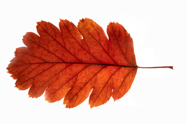 Foglia rossa di autunno su una retroilluminazione. Fondo bianco - Foto, immagini