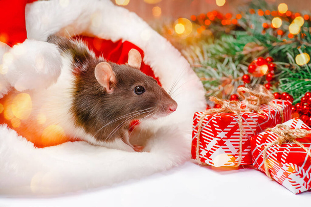 Новогодняя концепция, игрушки. Симпатичная декоративная крыса сидит с подарками. Новогодние подарки, праздник, поздравления. - Фото, изображение