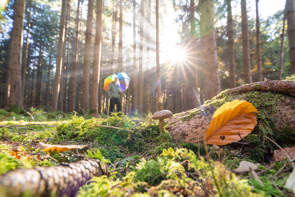 Floresta de outono com um cogumelo em foco na frente dos raios solares com um homem desfocado com um guarda-chuva colorido no fundo amadeirado - Foto, Imagem