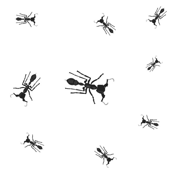 Hormigas bala, ilustración, vector sobre fondo blanco. - Vector, imagen