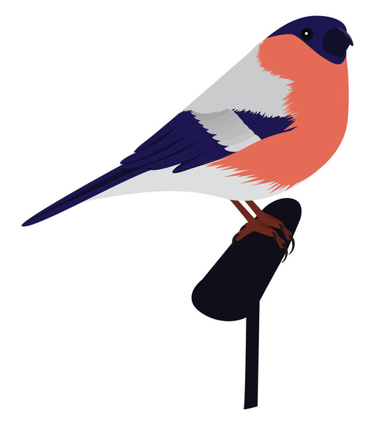ブルフィンチの鳥イラスト白い背景のベクトル. - ベクター画像