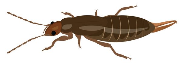 Earwig bug, illustration, vector on a white background. - Vector, Image