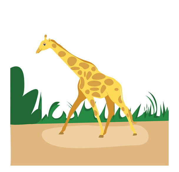 Giraffe animal, illustration, vector on a white background. - Vector, Image