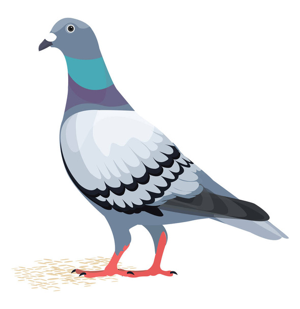 Pigeon bird, illustration, vector on a white background. - Vector, Image