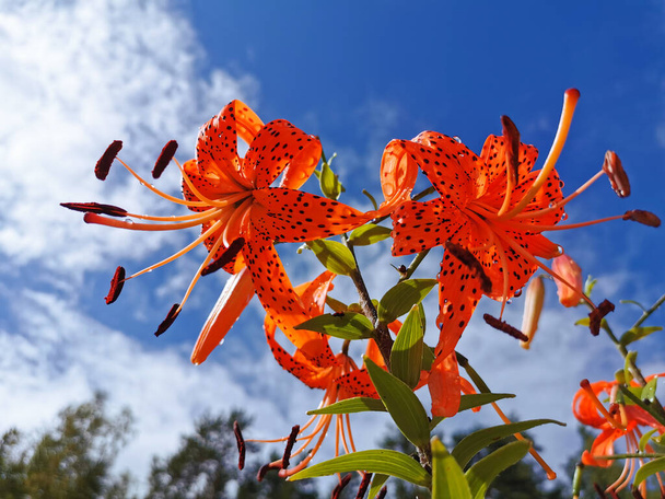 Näkymä kukinnan Lily Suikeat-tiikeri lilja (Latinalaisen Lilium lancifolium Thunb (Lilium tigrinum Ker-Gawl.) sadepisaroissa sinistä taivasta vasten pilvillä. - Valokuva, kuva