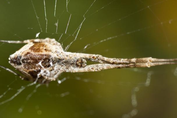 Debajo del vientre de araña
 - Foto, Imagen