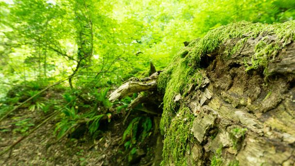 Sammalen peittämä puu vihreässä metsässä. Berendeyevo Tsarstvo, Sotshi, Venäjä. - Valokuva, kuva