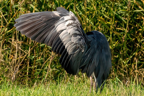 A detailed gray heron lands in the grass. Seen from behind, on the plumage. Animal themes, background, copy-space - Photo, Image