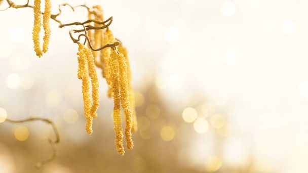 Vôo de pólen de primavera, panorama de banner de fundo de alergia de pólen - Aveleira comum, árvore de arbusto de avelã (Corylus avellana) com bolinhos de pólen e pólen de flor amarela, iluminado pelo sol - Foto, Imagem