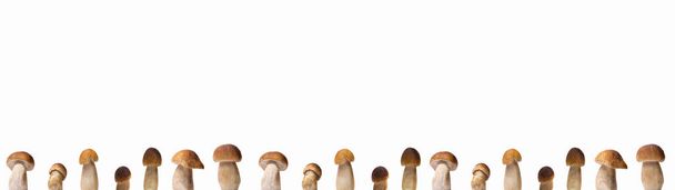 Gros plan de nombreux Boletus edulis (roi bolete), pain penny, cep, porcini, champignon isolé sur fond blanc bannière panoramique large panorama - Photo, image