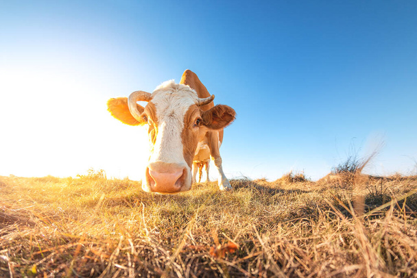 Yaz günbatımında çayırda mutlu yalnız bir inek. Tarım arazisinde otlayan inekler. Sığırlar sonbahar tarlasında kuru ot yerler. Birkaç inek şafakta otluyor. - Fotoğraf, Görsel