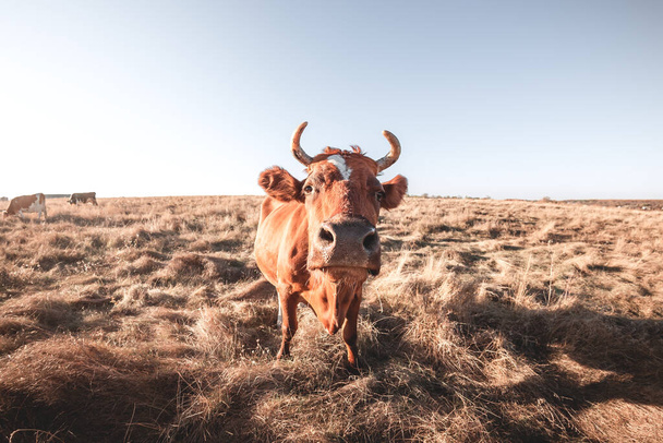 Счастливая одна корова в мясорубке на закате лета. Выпас коров на сельскохозяйственных угодьях. Скот ест сухую траву на осеннем поле. Несколько коров пасутся на рассвете - Фото, изображение