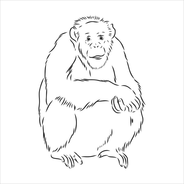 Esboço desenhado à mão de Macaco isolado, preto e branco Cartoon Vector Ilustração - Line Drawn Vector - Vetor, Imagem