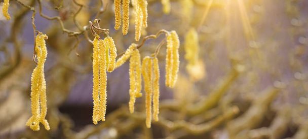 春の花粉飛行、花粉アレルギーの背景バナーパノラマ-一般的なヘーゼル、ヘーゼルナッツ低木の木(コリルス・アベラナ)と花粉のカテキンと黄色の花の花粉は、太陽に照らされた - 写真・画像