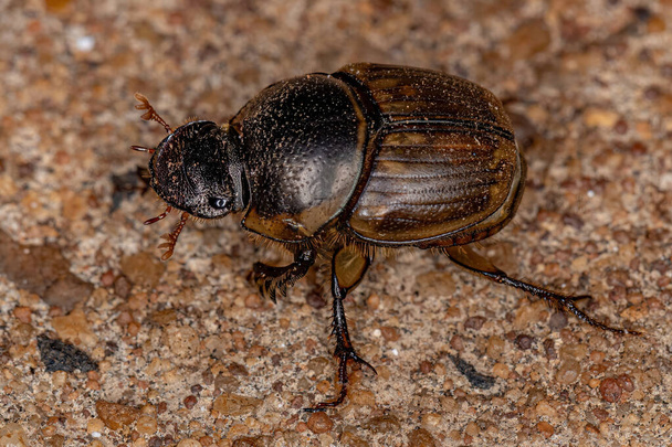Gacela escarabajo adulto de la especie Digitonthophagus gazella - Foto, Imagen