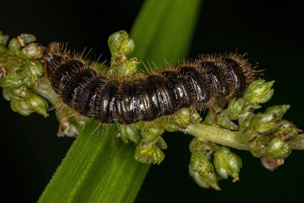 Long-jointed Beetle Larva of the species Lagria villosa - Photo, Image