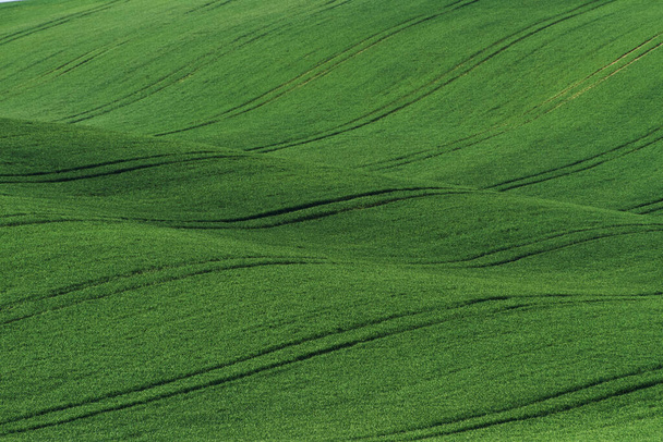 Green agricultural fields of Moravia at daytime. Nice weather. - Foto, Imagem