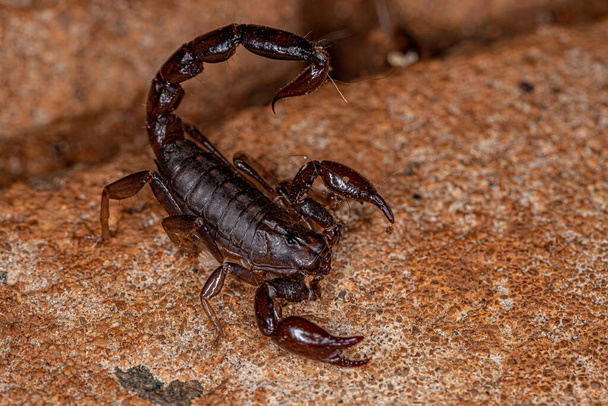 Adult Black Scorpion of the Genus Bothriurus - Photo, Image