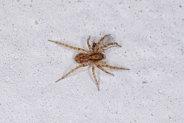 Small Wolf Spider of the Family Lycosidae preying on a insect - Photo, Image