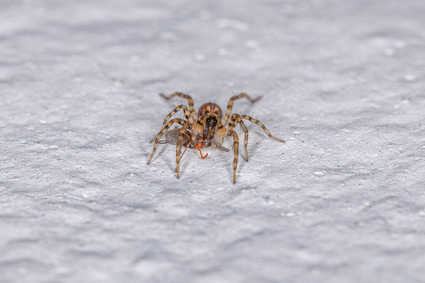 Small Wolf Spider of the Family Lycosidae preying on a insect - Photo, Image