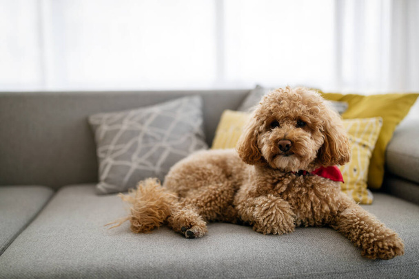 Cute little dog, poodle brown puppy at home - Foto, Imagem