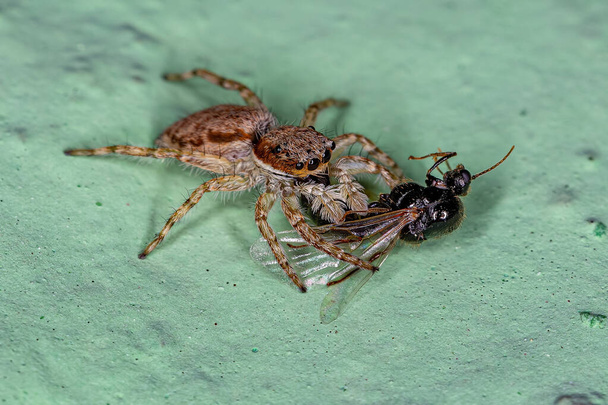 Petite araignée sauteuse de muraille grise de l'espèce Menemerus bivittatus s'attaquant à une fourmi ailée - Photo, image