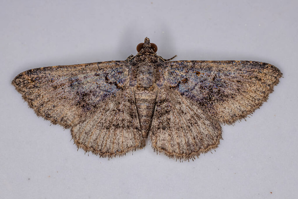 Adult Geometer Moth of the Family Geometridae - Photo, Image