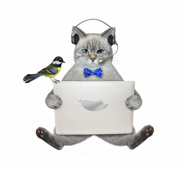 An ashen cat in earphones sits and works with a laptop. White background. Isolated. - Foto, imagen