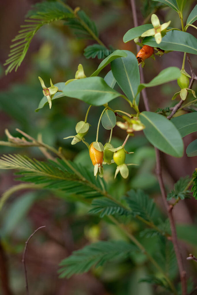 Plody třešně rostliny Rio Grande druhu Eugenia involucrata se selektivním zaměřením - Fotografie, Obrázek