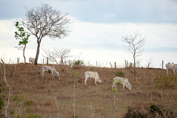 Група корів у зоні пасовища ферми
 - Фото, зображення