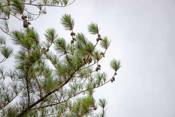 Big Pines Tree of the Genus Pinus with selective focus - Photo, Image