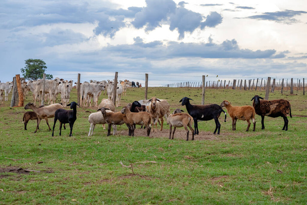 Ενηλίκων καφέ πρόβατα σε μια ομάδα σε μια περιοχή βοσκοτόπων - Φωτογραφία, εικόνα