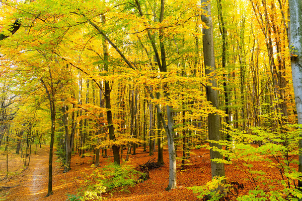 天然の背景に黄色の紅葉。秋の自然。黄色の葉を持つ深い森 - 写真・画像