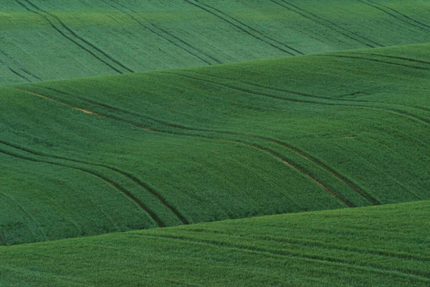 Green agricultural fields of Moravia at daytime. Nice weather. - Foto, Imagem