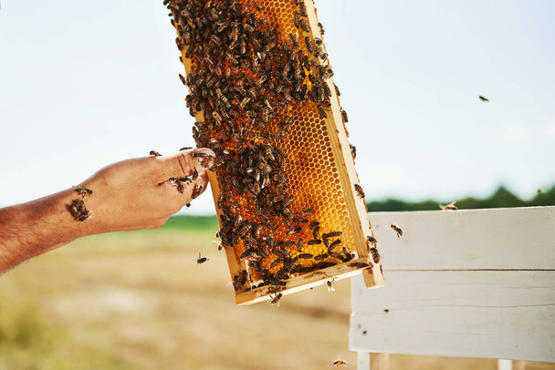 With bare hands. Beekeeper works with honeycomb full of bees outdoors at sunny day. - Foto, Bild