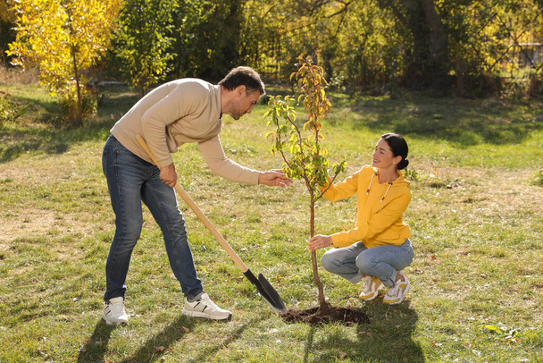 People planting young tree in park on sunny day - 写真・画像