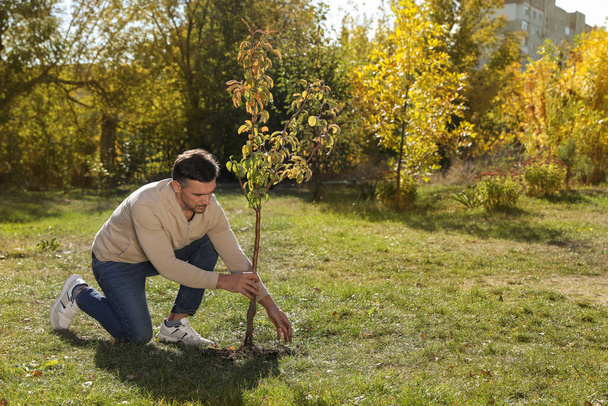 Mature man planting young tree in park on sunny day, space for text - Foto, imagen