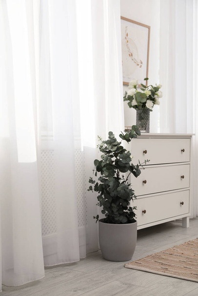 Chest of drawers and potted eucalyptus plant near window in room - Fotografie, Obrázek