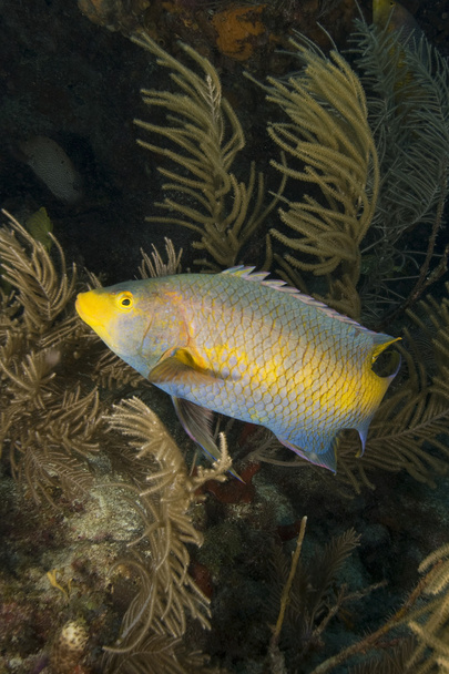 Key Largo Plongée sous-marine et poissons sous-marins
 - Photo, image