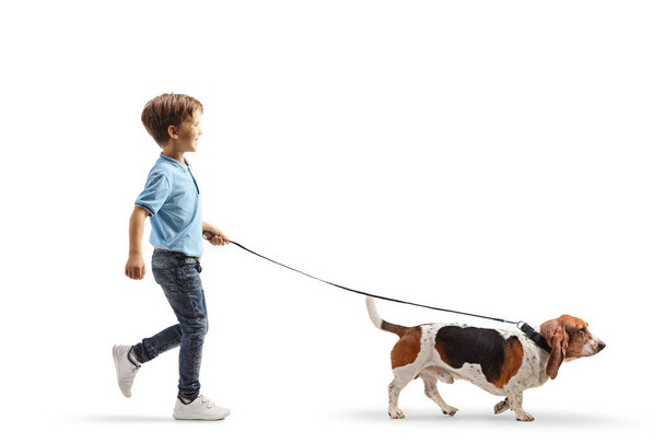 Full length profile shot of a boy walking a basset hound dog on a lead isolated on white background - Foto, afbeelding