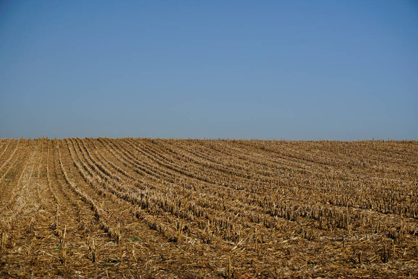 Landelijk landschap. Het geperste maïsveld en de blauwe heldere lucht. Horizontaal zicht. Stoppeltje.                                - Foto, afbeelding